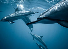 星空体育下载：开启全球体育观赛的新纪元